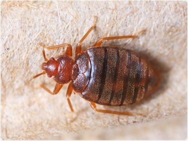 Insect Pest Control Services in Driffield