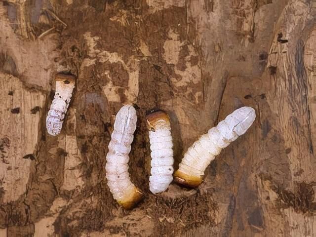 Woodworm Treatment Services in Driffield