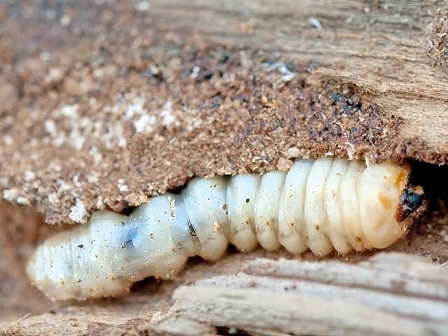 woodworm-treatment-services-5-kireth-ai
