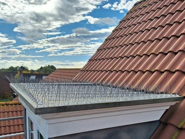 Bird Proofing Services in Driffield